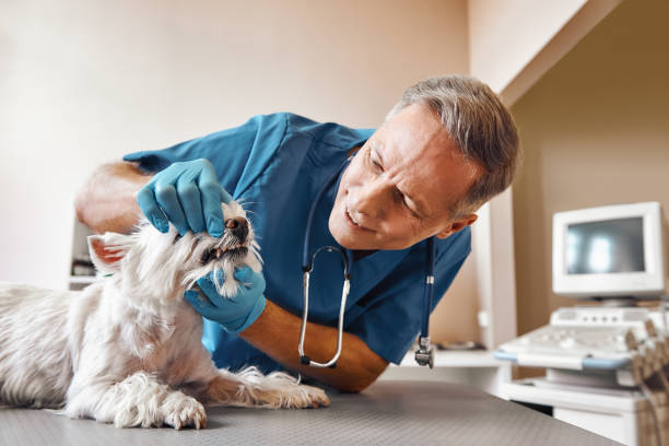 Best Emergency Dentist for Knocked-Out Tooth in San Lorenzo, CA